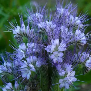 Медоносне насіння Медоносне насіння